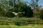 Bec Planer (Platalea leucorodia)