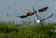 Tudó ( Columba palumbus) i  Cames llargues  (Himantopus himantopus )