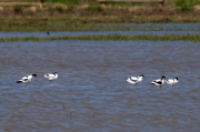 Bec d'alena ( Recurvirostra avosetta )