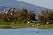 Flamenc (Phoenicopterus ruber)