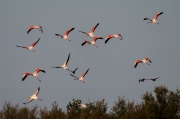 Flamenc (Phoenicopterus ruber)