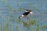 Cames llargues (Himantopus himantopus)