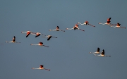 Flamenc (Phoenicopterus ruber)