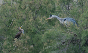 Bernat pescaire ( Ardea cinerea ) Corb marí ( Phalacrocorax carbon )