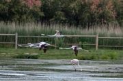 Flamenc (Phoenicopterus ruber)