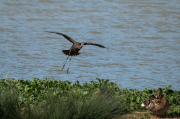 Capó reial ( Plegadis falcinellus )