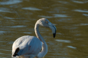 Flamenc ( Phoenicopterus ruber)