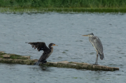 Bernat pescaire ( Ardea cinerea ) Corb marí ( Phalacrocorax carbon )