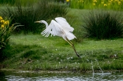 Agró blanc ( Ardea alba )