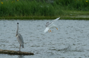 Bernat pescaire ( Ardea cinerea ) Gavià argentat (Larus michahellis)