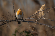 Pit roig (Erithacus rubecola)