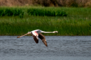 Flamenc ( Phoenicopterus ruber )