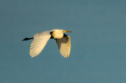 Agró blanc ( Ardea alba )