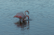 Flamenc ( Phoenicopterus ruber )