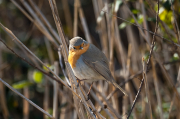 Pit roig (Erithacus rubecola)