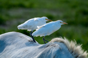 Esplugabous (Bubulcus ibis)