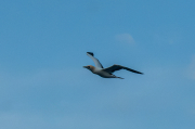 Mascarell (Morus bassanus)