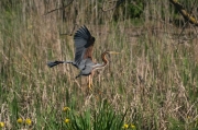 Agró roig (Ardea purpurea)