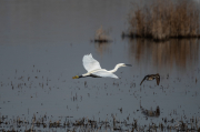 Martinet blanc (Egretta garzetta)