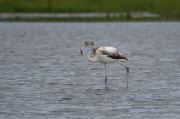 Flamenc ( Phoenicopterus ruber)