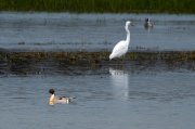 Ànec cuallarg (Anas acuta) i Agró blanc ( Ardea alba )