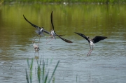 Cames llargues (Himantopus himantopus)