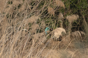 Blauet ( Alcedo atthis ) ( El segon avistament del Blauet )