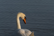 Cigne mut ( Cygnus olor )  Recordant les aus de quan hi havia aigua