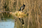 Corb marí ( Phalacrocorax carbon ) Cabusset ( Tachybaptus ruficollis )