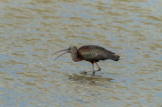 Capó reial ( Plegadis falcinellus )