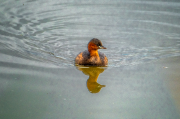 Cabusset (Tachybaptus ruficollis)