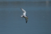 Fumarell carablanc (Chlydonias hybridus)