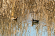 Polla d'aigua (Gallinula chloropus)  Cabusset ( Tachybaptus ruficollis )