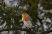 Pit-roig (Erithacus rubecula)