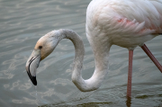 Flamenc ( Phoenicopterus ruber )