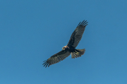 Arpella vulgar (Circus aeruginosus)