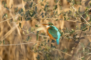 Blauet ( Alcedo atthis ) ( A la tercera )