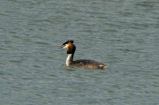 Cabussó emplomallat (Podiceps cristatus)