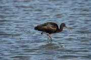 Capó reial ( Plegadis falcinellus )