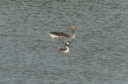 Cabussó emplomallat (Podiceps cristatus) Oca vulgar (Anser anser)