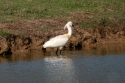 Bec Planer ( Platalea leucorodia )