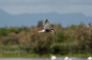 Fumarell carablanc (Chlydonias hybridus)