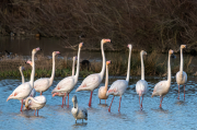 Flamencs ( Phoenicopterus ruber)