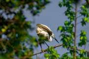 Martinet blanc ( Egretta garzetta )