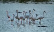 Flamencs ( Phoenicopterus ruber)