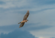 Astor (Accipiter gentilis)