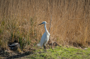 Martinet blanc (Egretta garzetta)