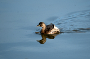 Cabusset ( Tachybaptus ruficollis )