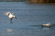 Bec Planer (Platalea leucorodia)