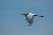 Agró blanc ( Ardea alba )